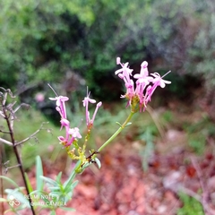 Centranthus