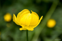Trollius europaeus
