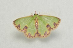 Synchlora
