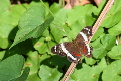 Anartia fatima