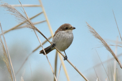 Lanius collurio