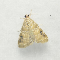 Hellula