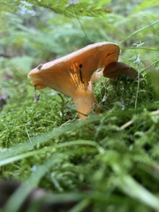 Lactarius thyinos
