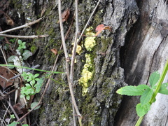Fuligo septica