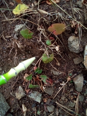 Heuchera richardsonii