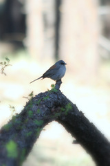 Junco hyemalis