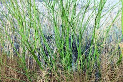 Parkinsonia aculeata