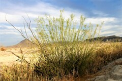 Parkinsonia aculeata