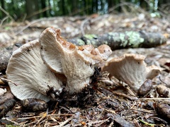 Hypomyces lateritius