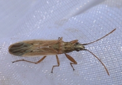 Paromius gracilis