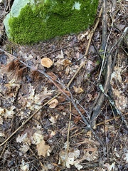 Hypomyces lateritius