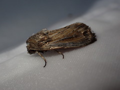 Noctuinae
