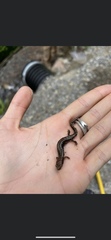 Desmognathus ochrophaeus