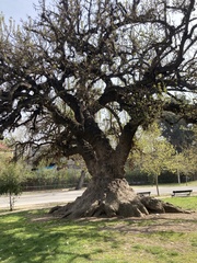 Quercus suber