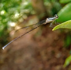 Prodasineura collaris