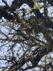 Quercus suber