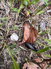 Carabus problematicus