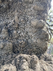 Quercus suber