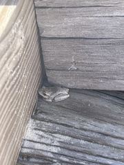 Hyla femoralis