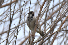 Passer domesticus