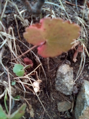 Heuchera richardsonii