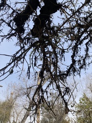 Quercus suber