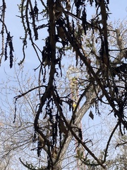 Quercus suber