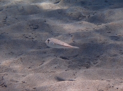 Torquigener flavimaculosus