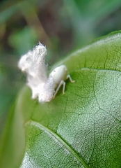 Ricaniidae