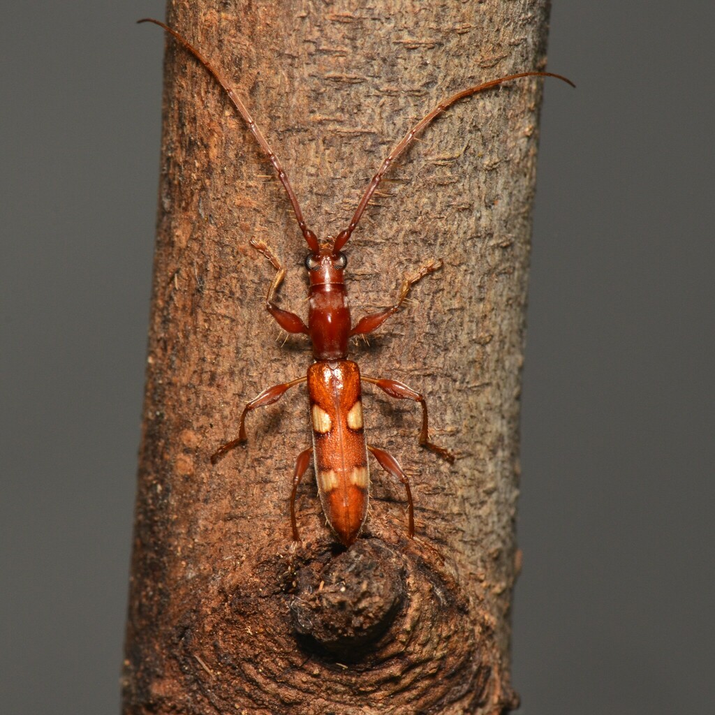 Neocompsa alacris