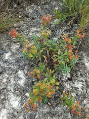 Euphorbia glareosa