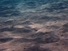 Torquigener flavimaculosus