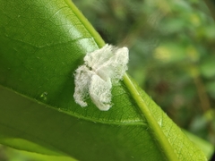 Ricaniidae