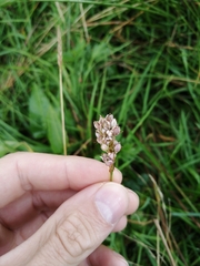 Bistorta officinalis