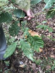 Castanea dentata