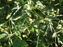 Bidens biternata