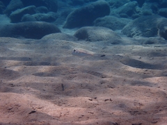 Torquigener flavimaculosus