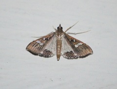 Maruca vitrata