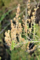 Brickellia laciniata