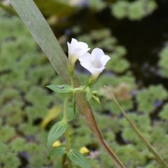 Bacopa monnieri