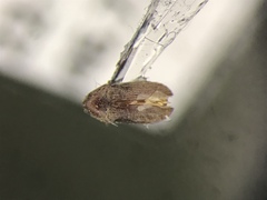Trixagus chevrolati