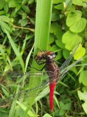 Orthetrum chrysis