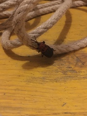 Rhynchophorus ferrugineus