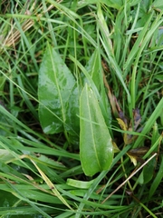 Bistorta officinalis