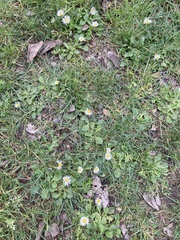 Bellis perennis
