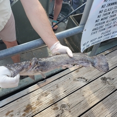 Pylodictis olivaris