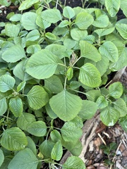 Amaranthus viridis