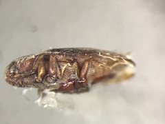 Trixagus chevrolati