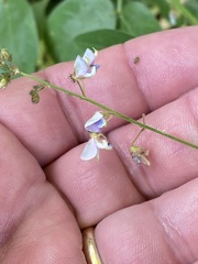 Desmodium