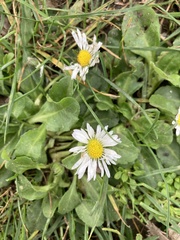 Bellis perennis